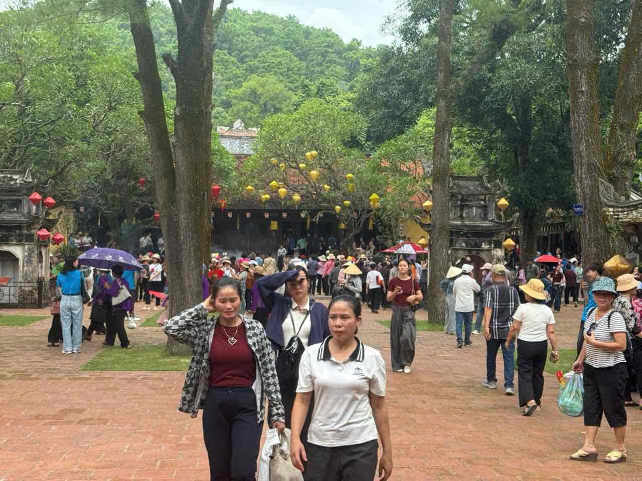 Trải nghiệm khám phá rừng phong Thanh Mai tại Côn Sơn - Kiếp Bạc