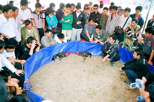 https://consonkiepbac.org.vn/Content/Images/UserFiles/image/2015/thang%205/choi%20ga.jpg
