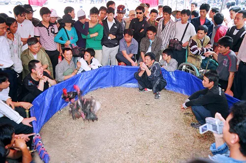 https://consonkiepbac.org.vn/Content/Images/UserFiles/image/2015/thang%205/choi%20ga3.jpg